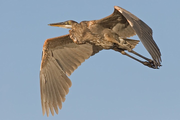 Kanadareiher Ardea herodias Great Blue Heron 